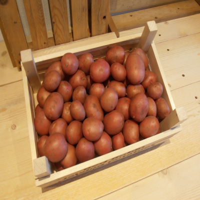 Rosagold pootaardappelen volkstuin moestuin aardappelen online bestellen internet