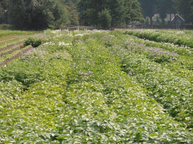 Proefveld met ca. 30.000 verschillende zaailingen