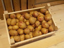 Carolus is aardappel welke geschikt is voor biologische teelt op volkstuin.