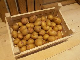 Carolus is aardappel welke geschikt is voor biologische teelt op volkstuin en volkstuinvereniging.